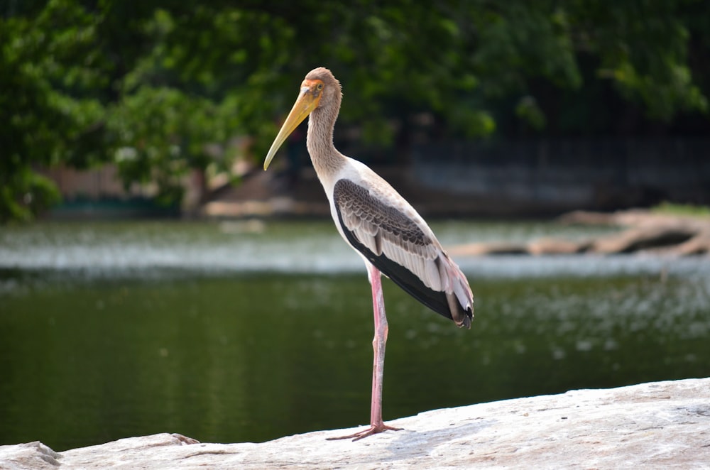 a bird standing on a log