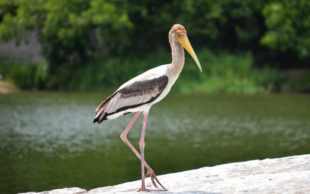 a bird standing on a rock