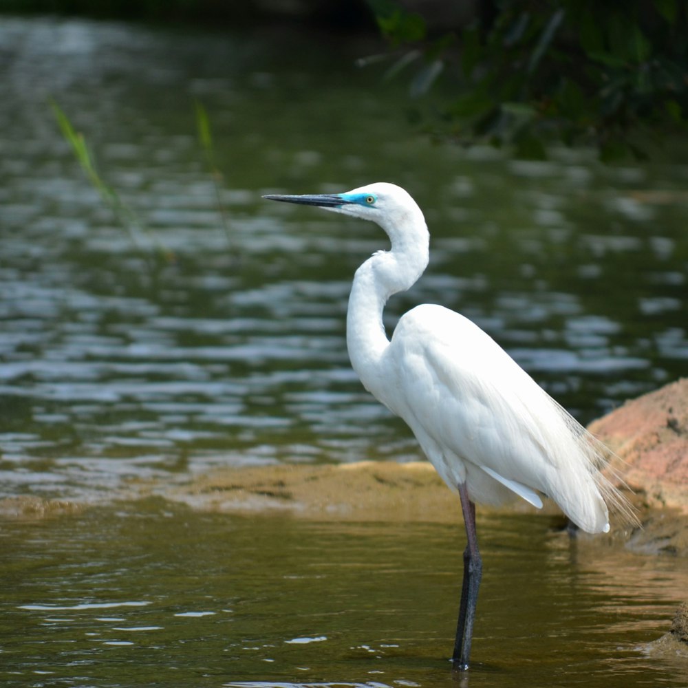 a white bird standing in water