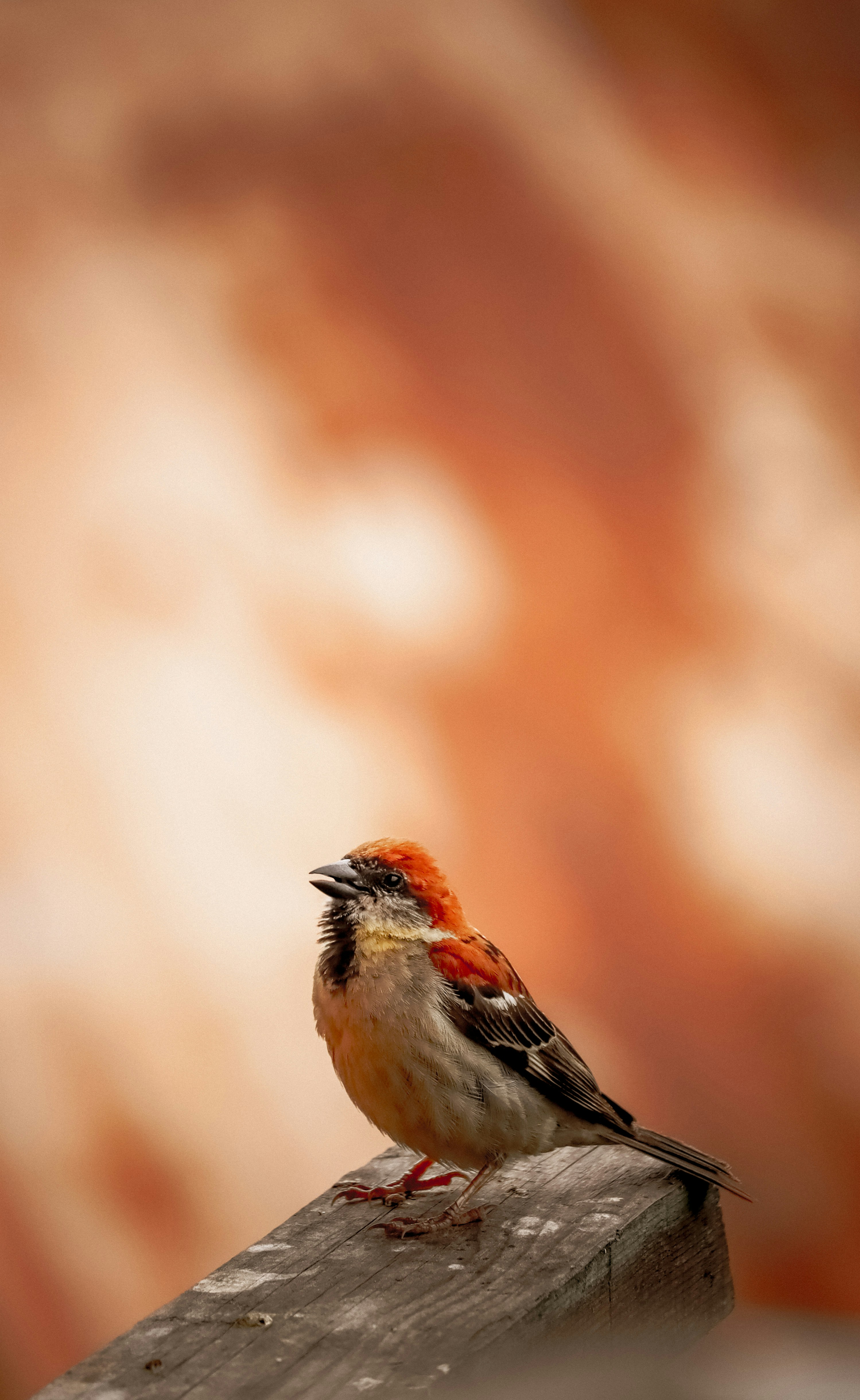 Photo by soonamwooeser