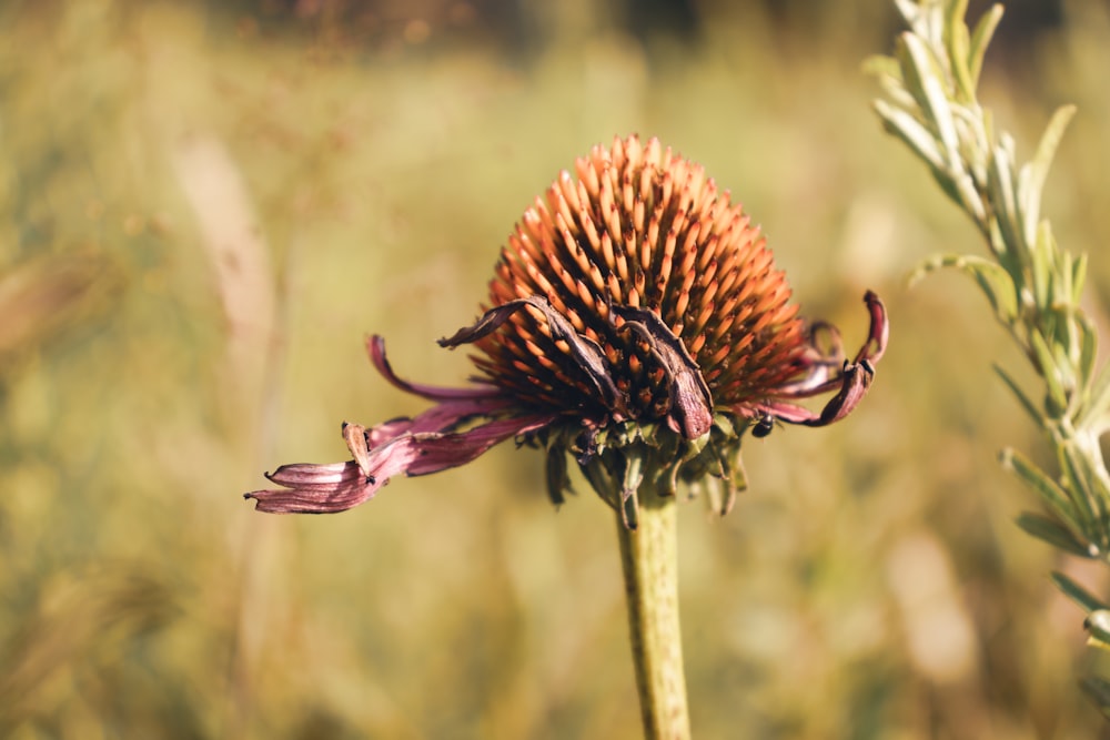 a close up of a flower