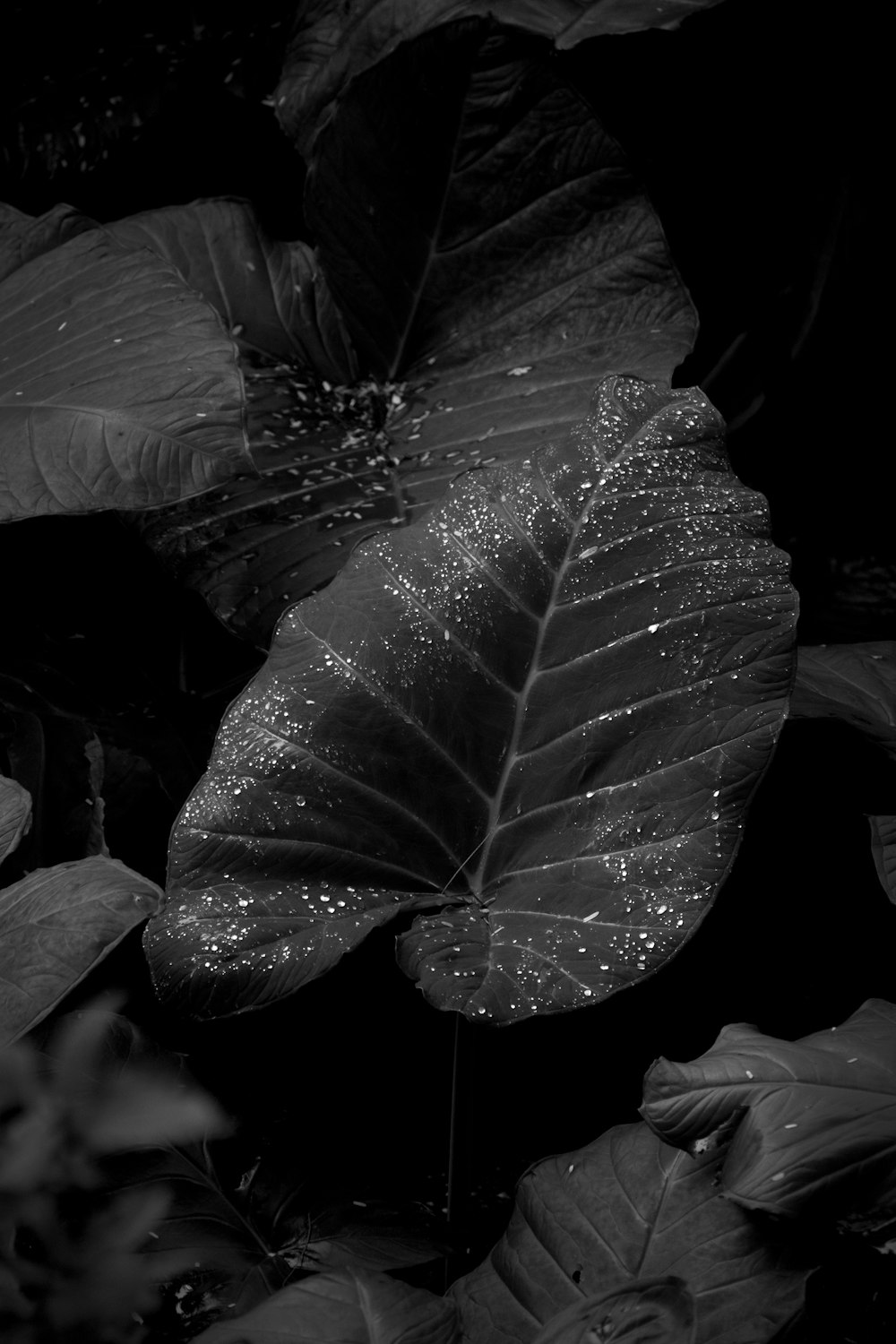 a black and white photo of a flower