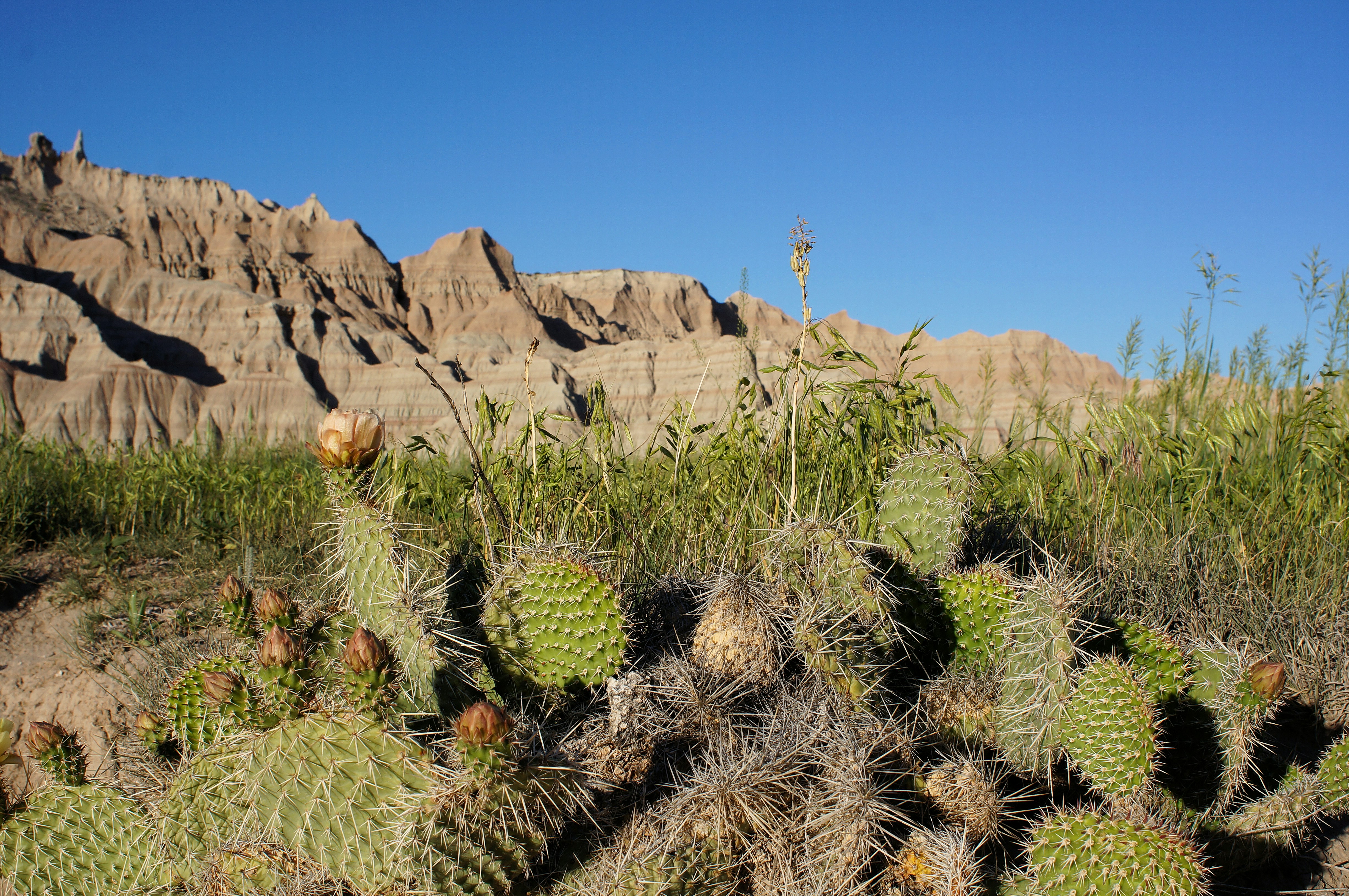 cactus in front of a rocky mountain