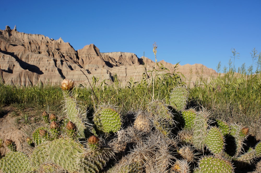 cactus in front of a rocky mountain