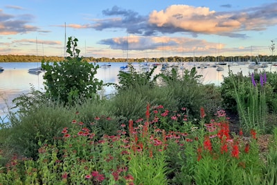 A sunny Torch Lake scene with boats moored near a dock.