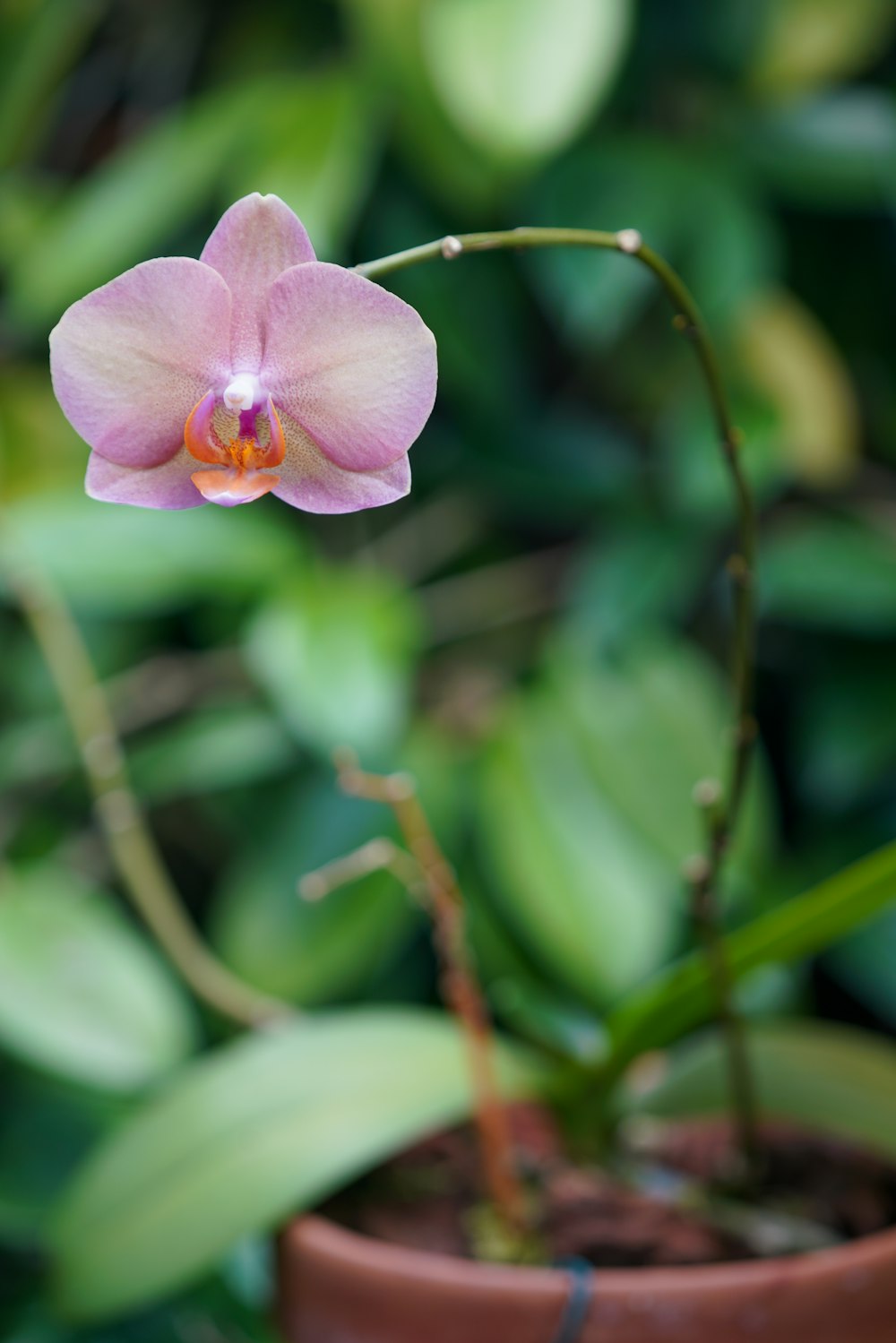 a pink flower on a plant