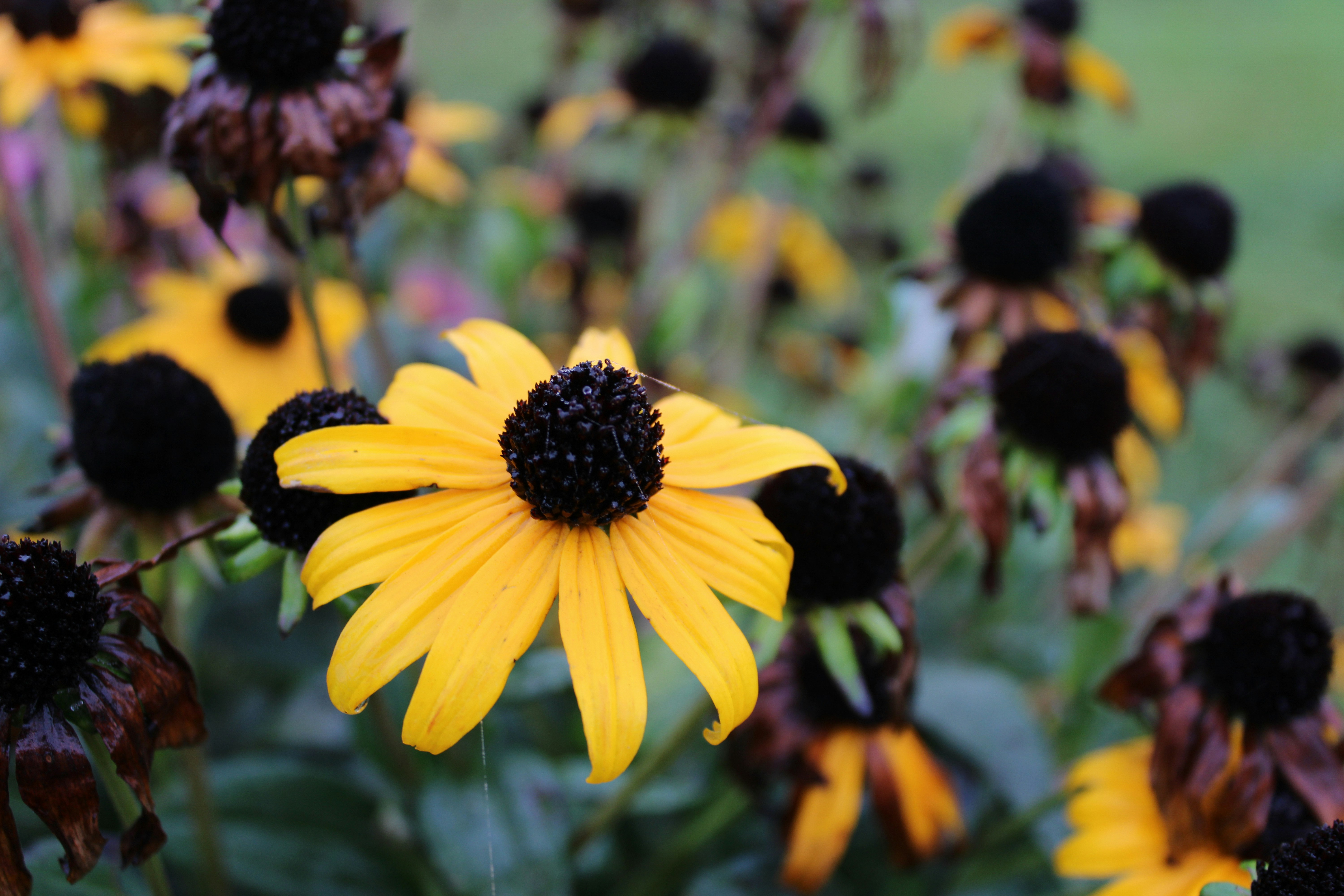 Photo by marie_martin1