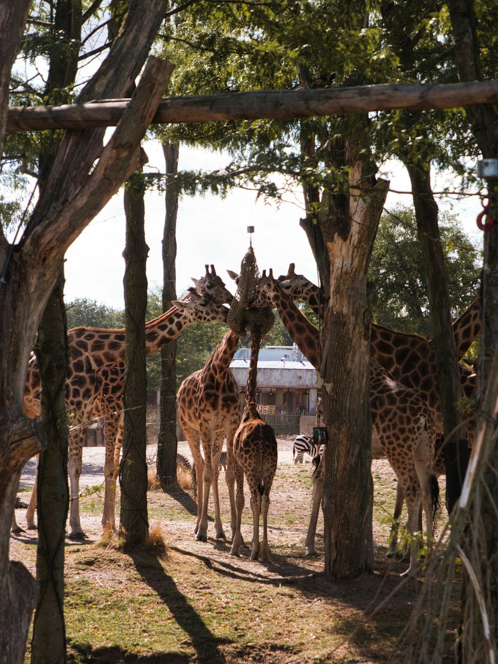 giraffes in a zoo exhibit