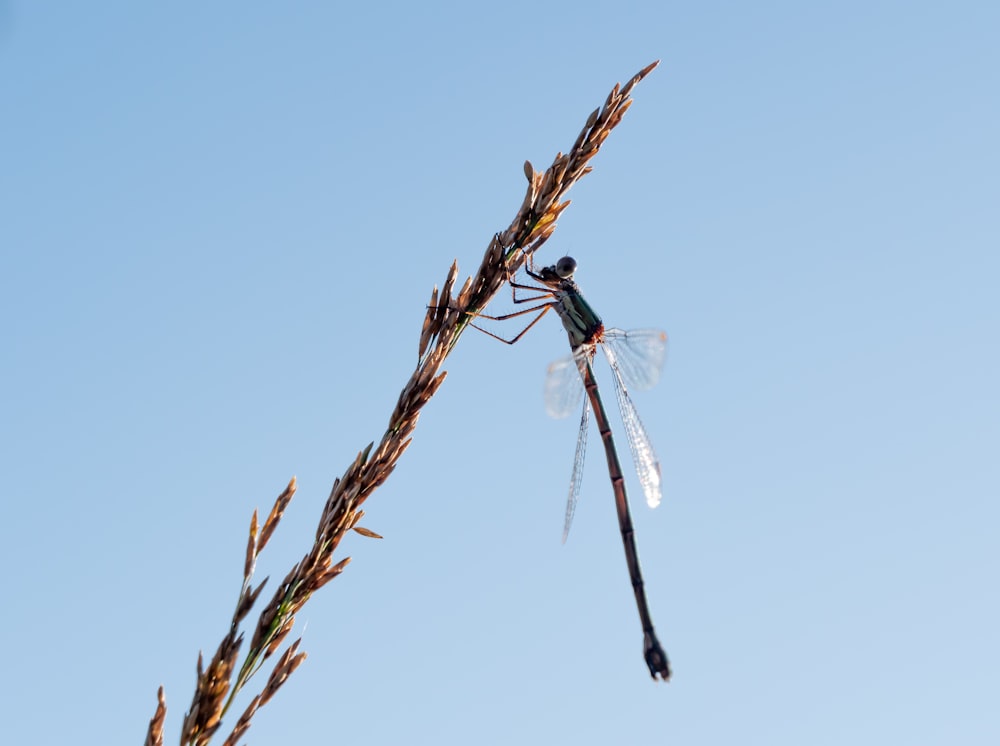 a person on a branch