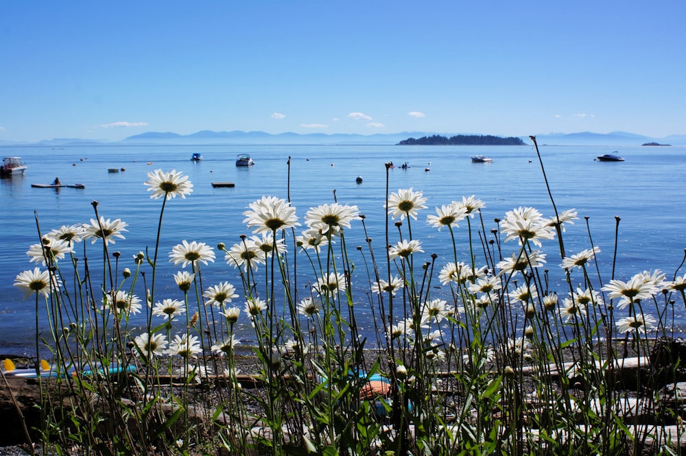 a field of flowers with boats in the background