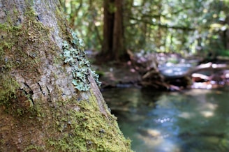 A close-up of a moss-covered ancient tree trunk in a serene forest.