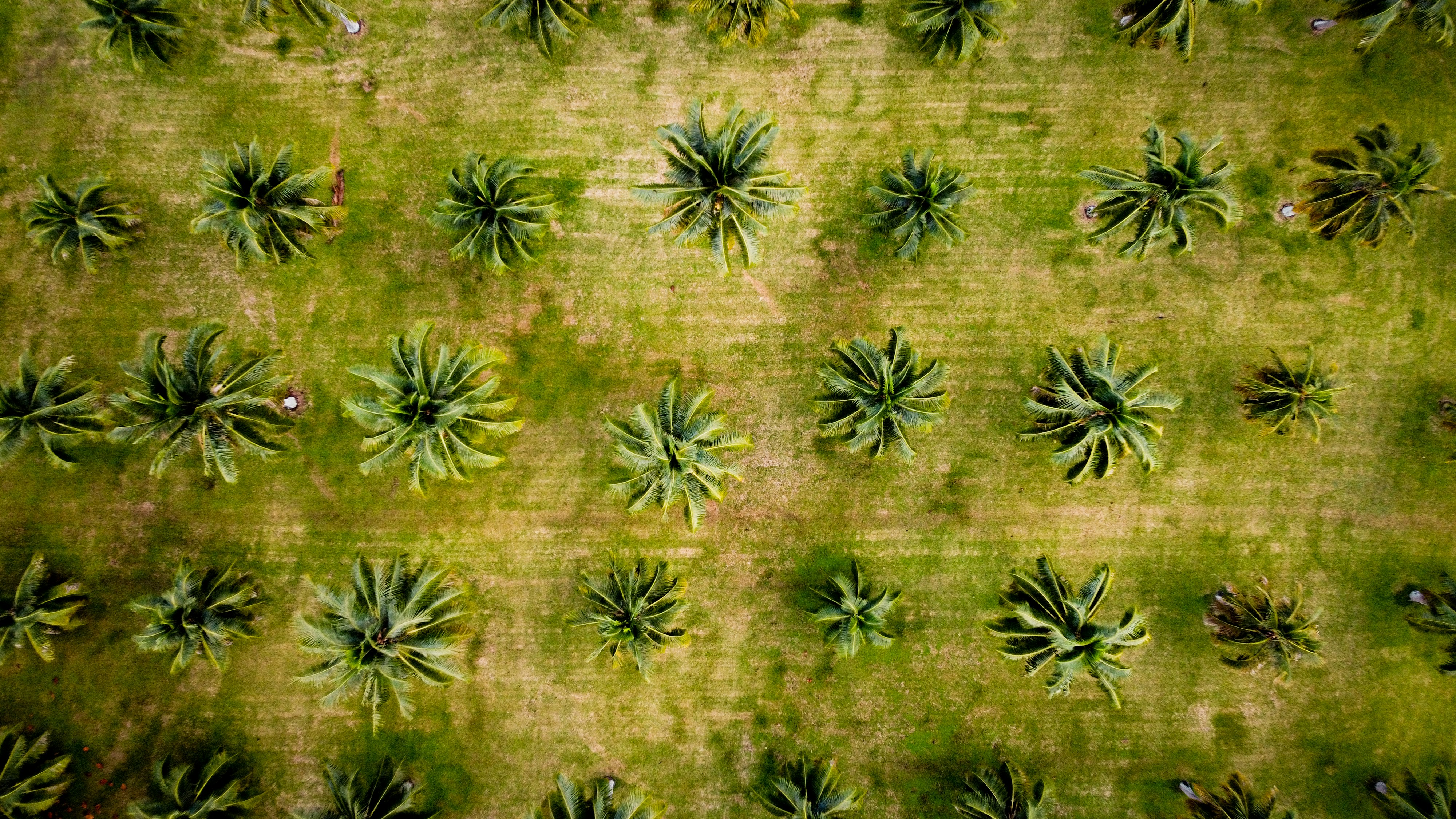 a group of pineapples, Coconut Trees