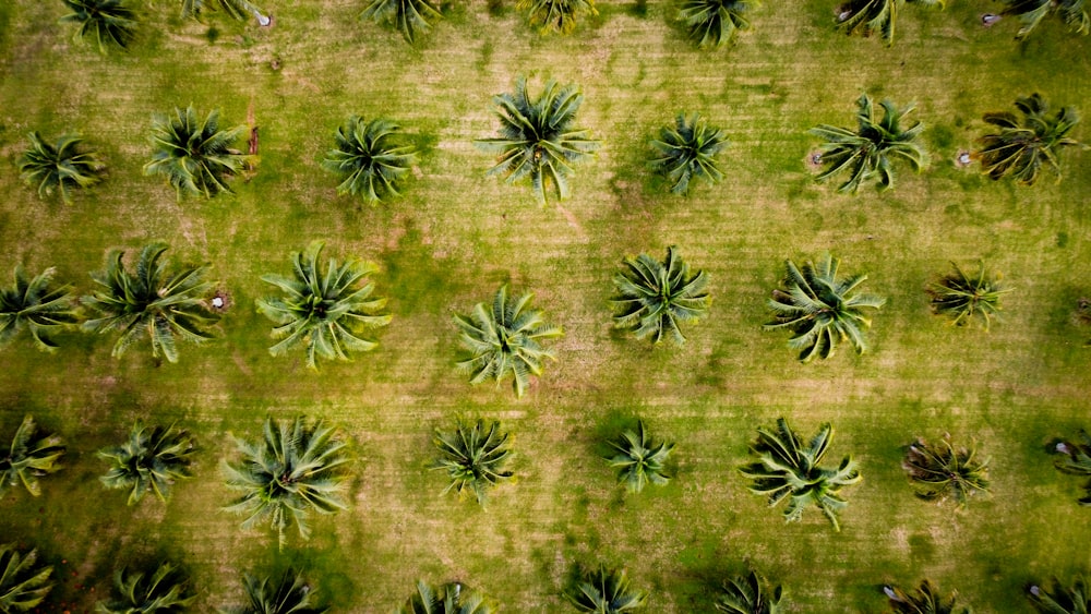 a group of pineapples