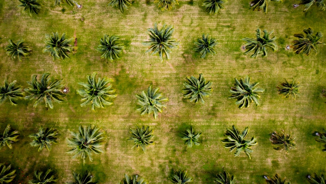 a group of pineapples, Coconut Trees