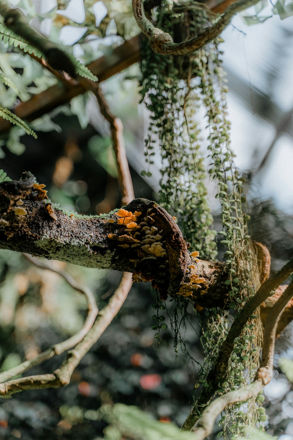 a bird on a tree branch