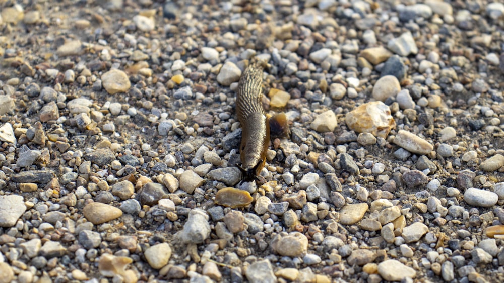 a small insect on a rocky surface