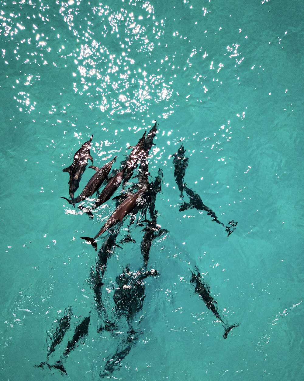 a group of fish swimming in the water