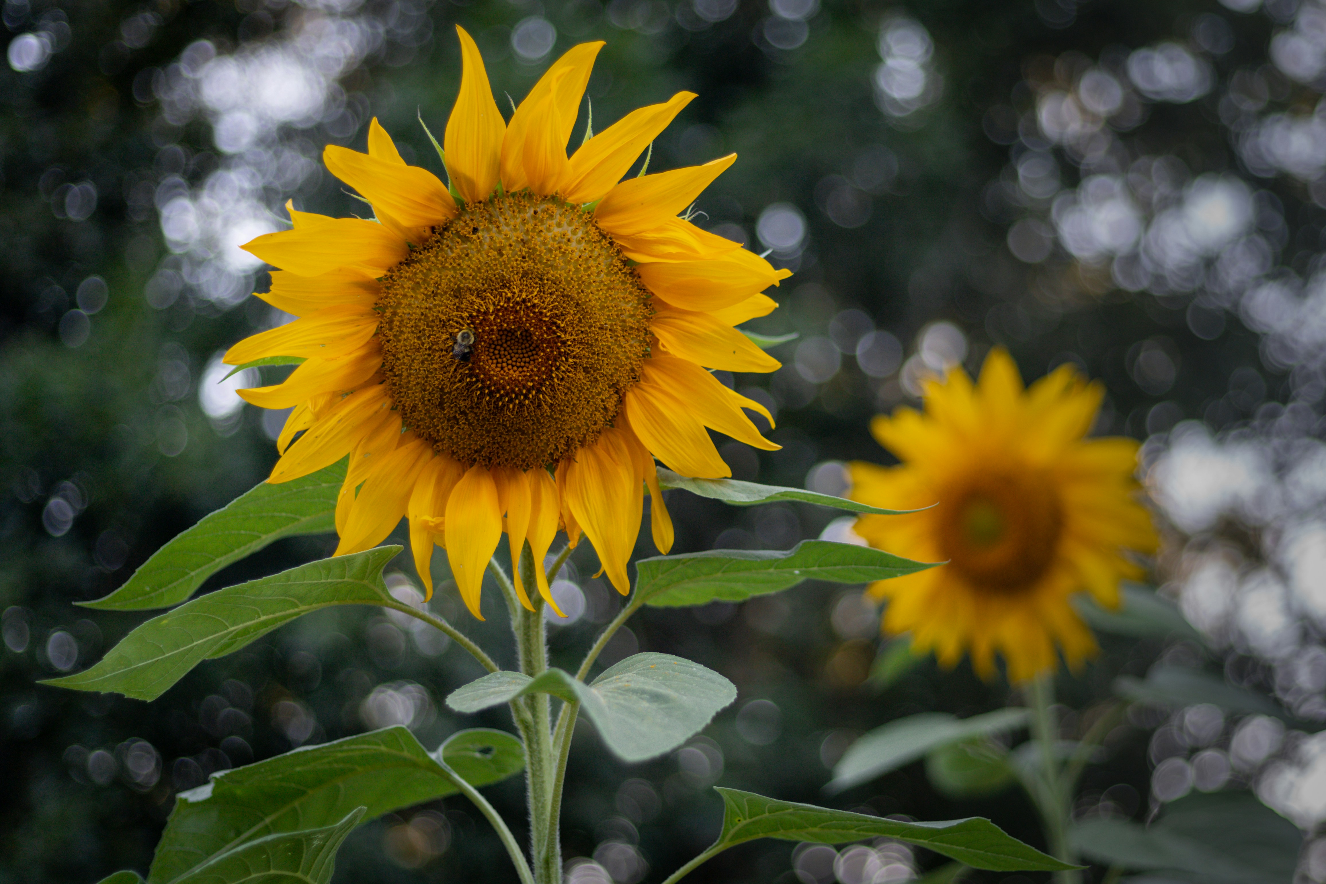 Photo by bonniekdesign