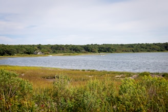 A serene landscape featuring calm waters and lush green herbs.