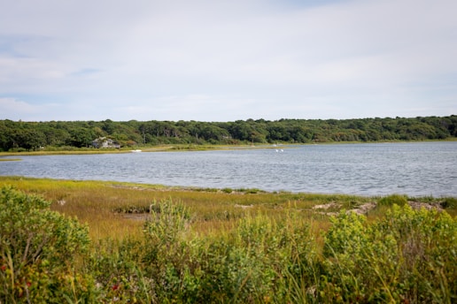 A serene landscape featuring calm waters and lush green herbs.
