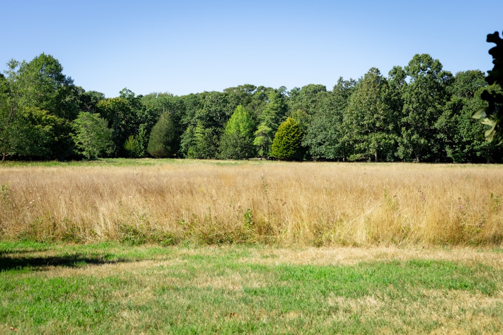 a field of grass with trees in the background