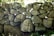 A stacked stone wall composed of irregularly shaped rocks, surrounded by green foliage and dappled with sunlight. The rocks vary in size and texture, with a mix of earthy tones like brown and grey, and some covered with spots of moss or lichen. Bright green leaves are visible at the top, suggesting a natural outdoor setting.
