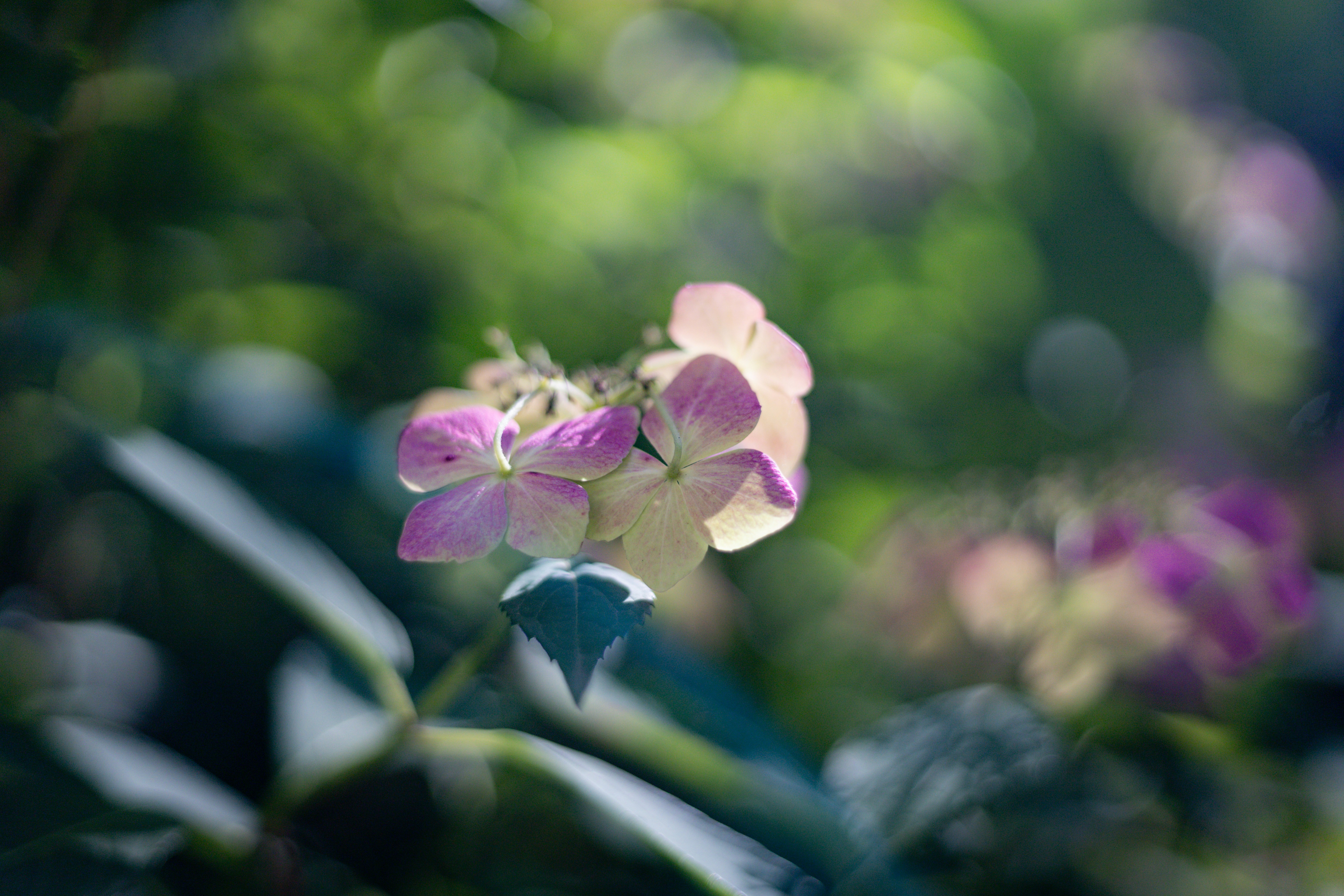 Photo by bonniekdesign