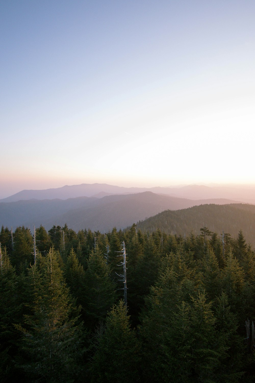 a forest of trees