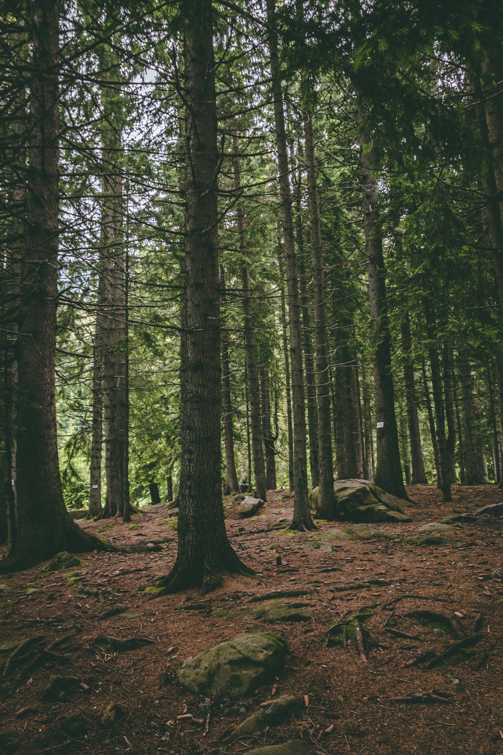 a forest of trees