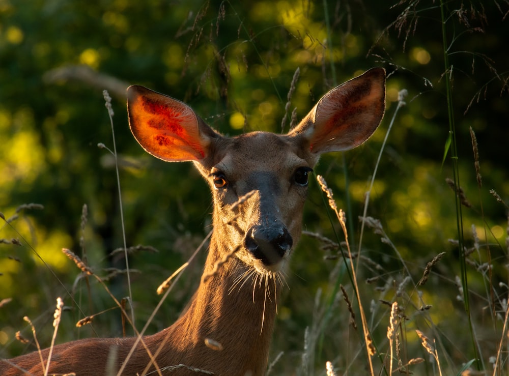 a deer with antlers