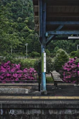 A small, rural train station platform surrounded by lush green hills and vibrant pink flowers. A metal pole with a sign in Japanese sits near a wooden bench. The area appears peaceful and isolated, with the vivid colors of nature creating a serene environment.