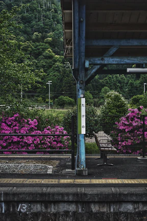 A small, rural train station platform surrounded by lush green hills and vibrant pink flowers. A metal pole with a sign in Japanese sits near a wooden bench. The area appears peaceful and isolated, with the vivid colors of nature creating a serene environment.