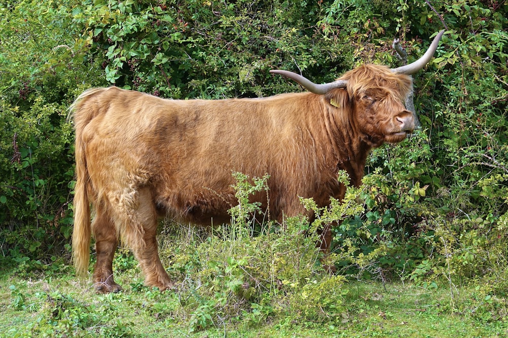 a large brown cow stands in a field