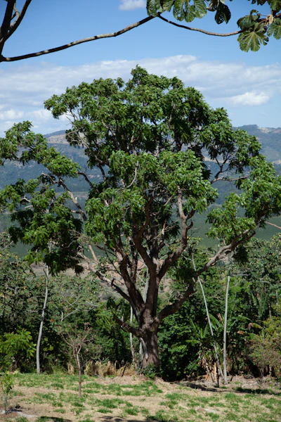 Brazil Nut Tree