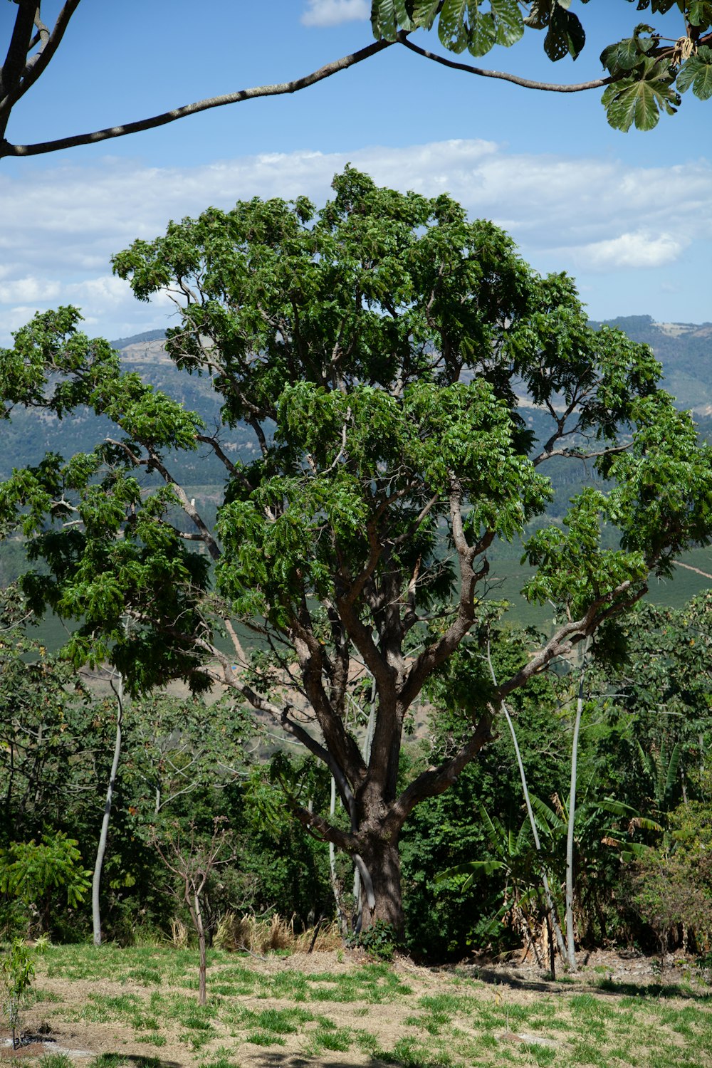 a tree in a forest