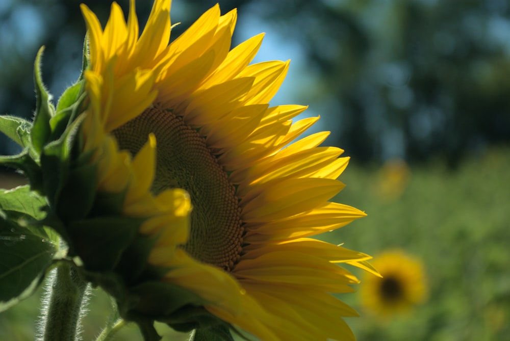 a close up of a sunflower