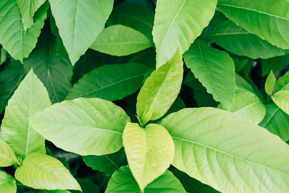 a group of green leaves