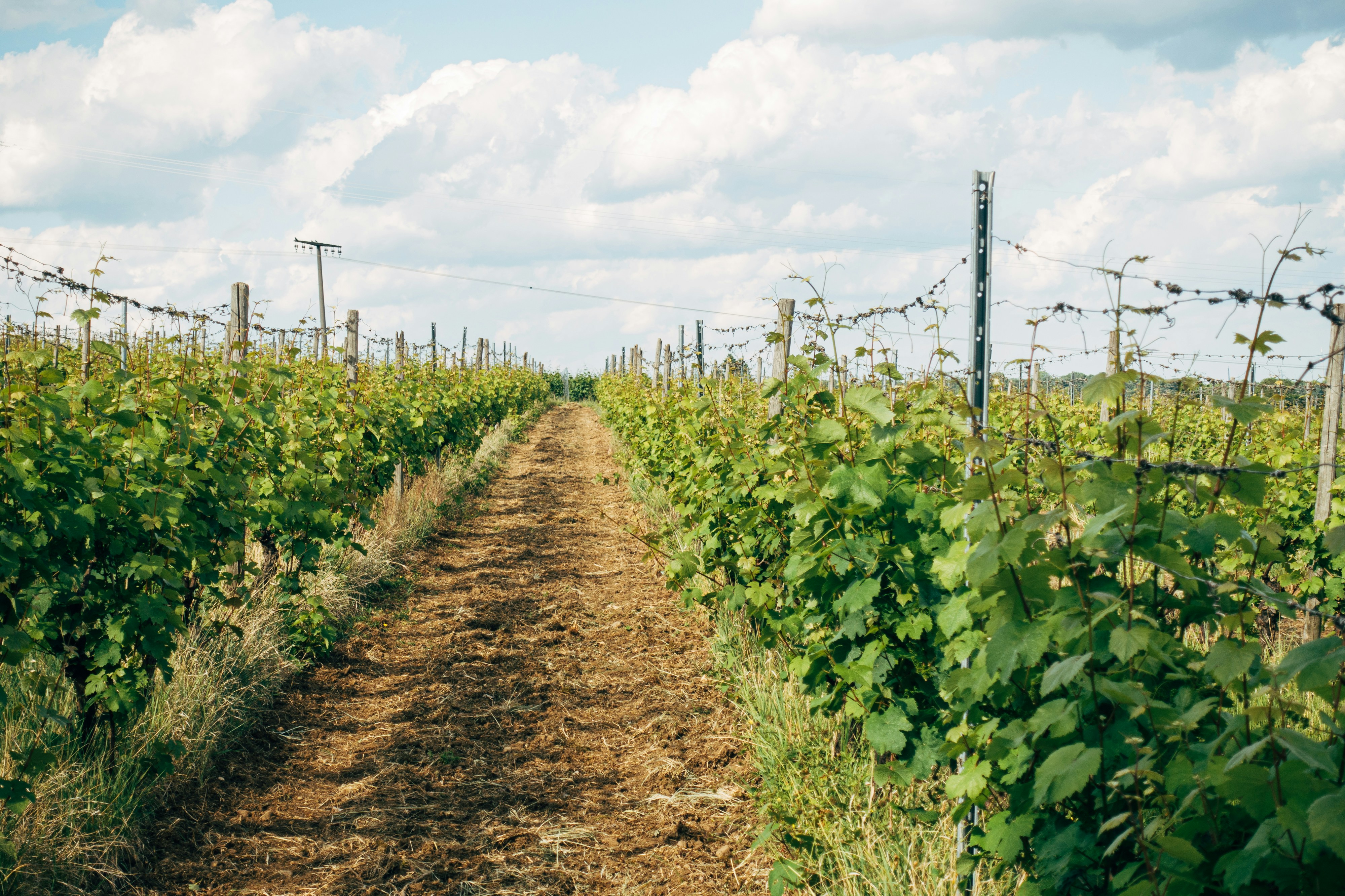 Photo by markuswinkler