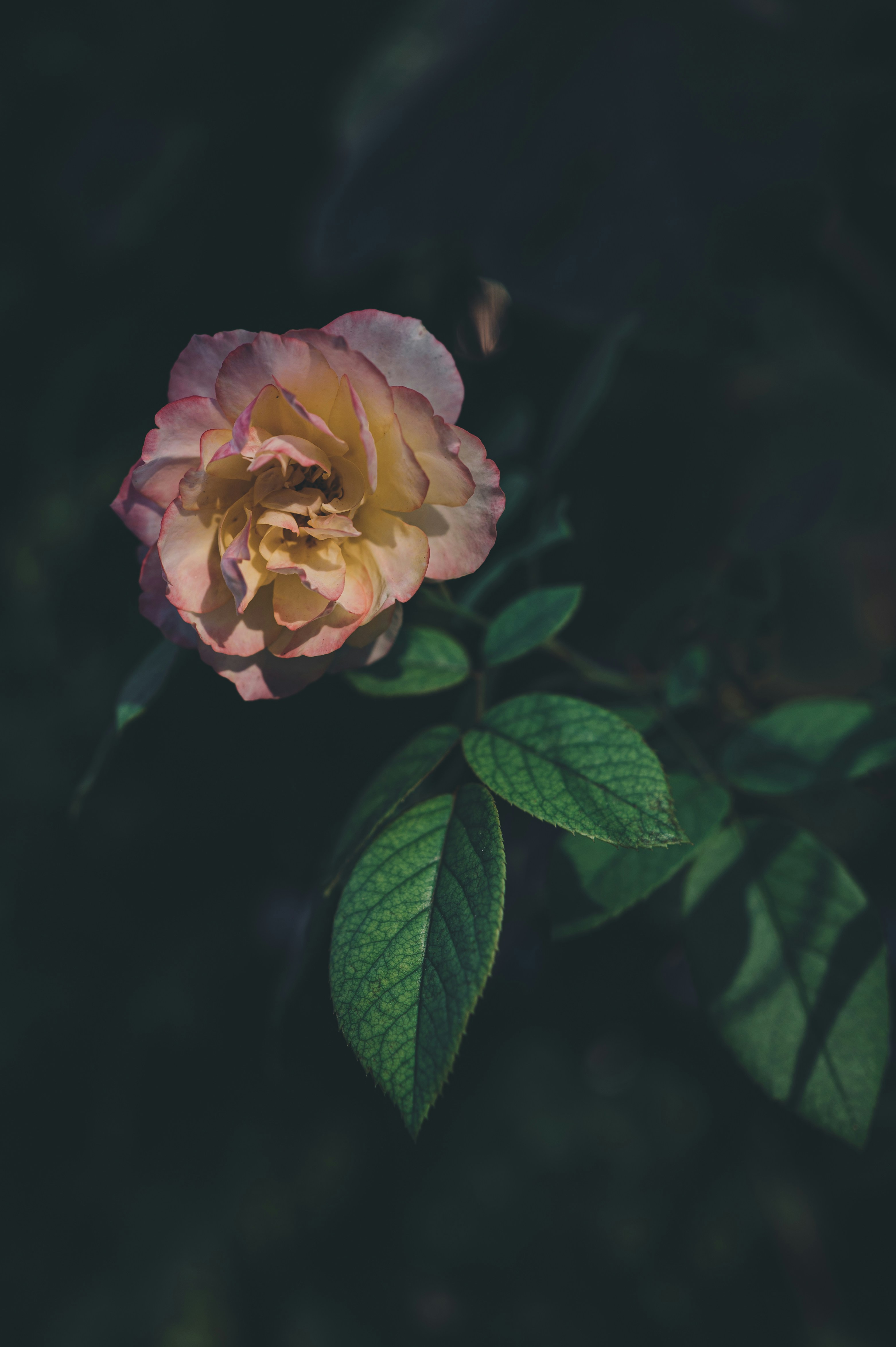 Photo by peek_a_boo_who