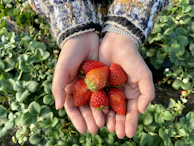 Farm hands gently picking kiwis with baskets ready below.