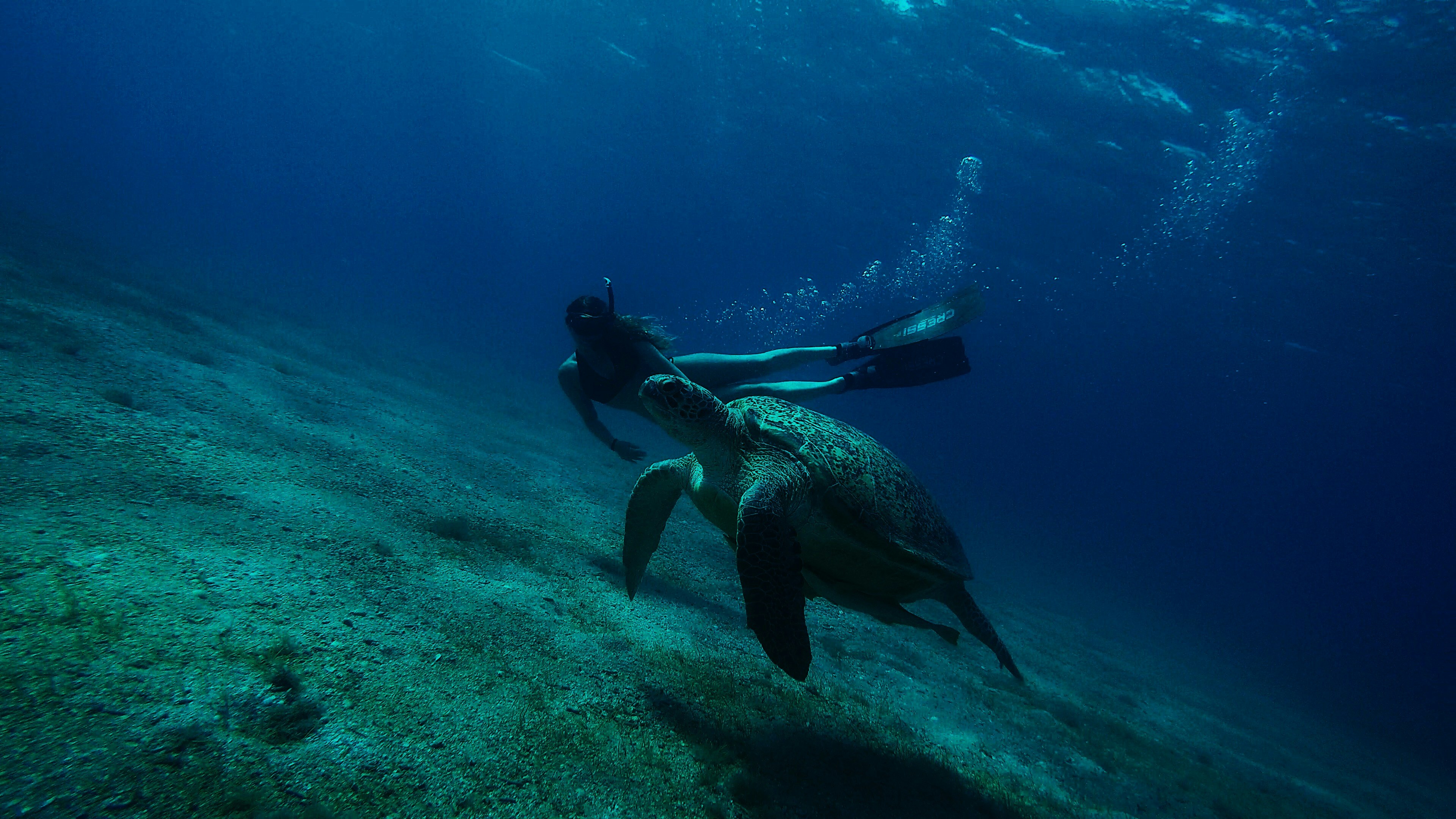 a person swimming with a fish