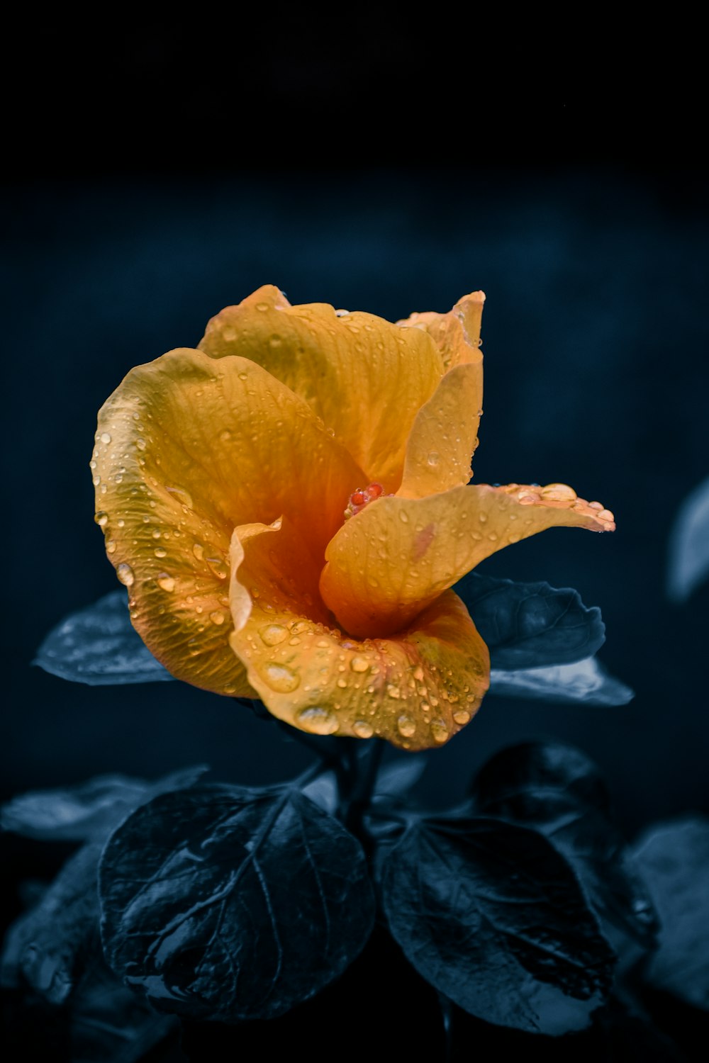 a close-up of a flower