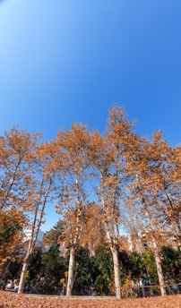 A team clearing fallen leaves from a yard surrounded by tall pine trees under a bright autumn sky.
