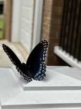Black and white minimalist editorial photo featuring a fragmented butterfly overlayed on geometric shapes.