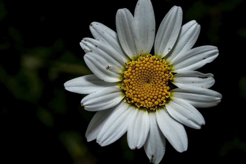 a white flower with a yellow center