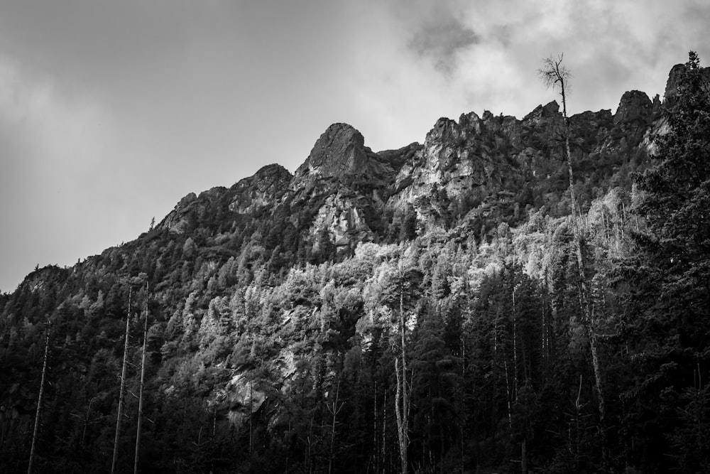 a mountain with trees on it