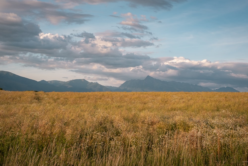 un champ d’herbe avec des montagnes en arrière-plan