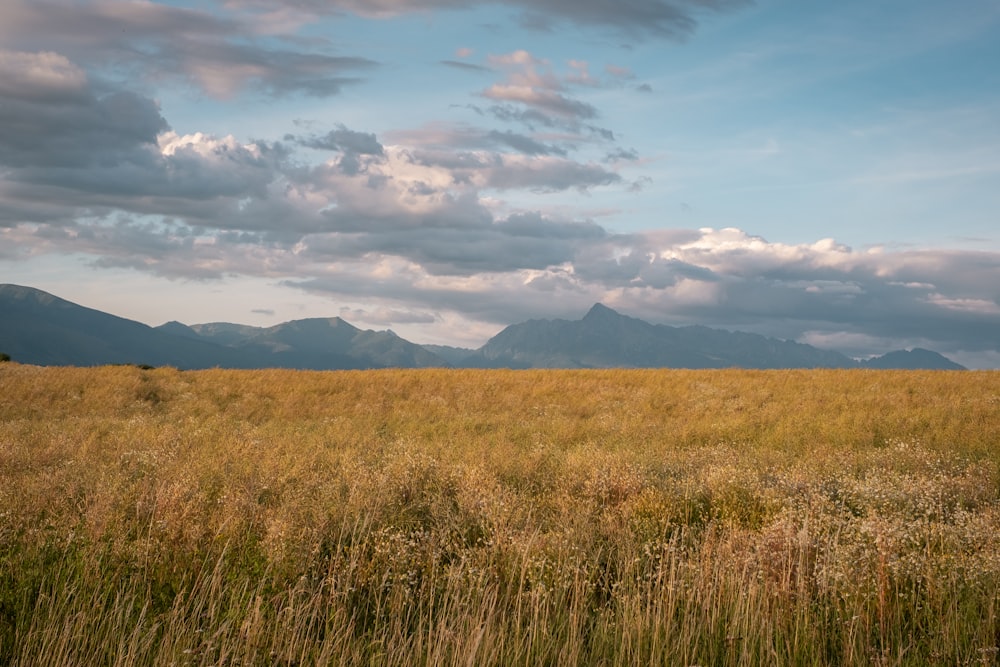 a field of grass with mountains in the background