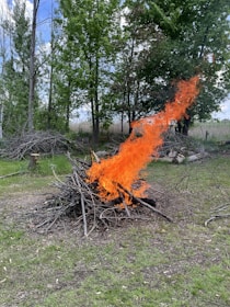 A controlled fire is burning a pile of dry branches in an outdoor setting surrounded by green grass and tall trees. The flames are bright orange and reach high into the air against a backdrop of lush forest.