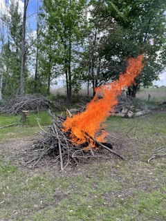 A controlled fire is burning a pile of dry branches in an outdoor setting surrounded by green grass and tall trees. The flames are bright orange and reach high into the air against a backdrop of lush forest.